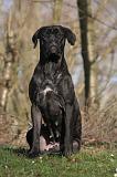 CANE CORSO 1416